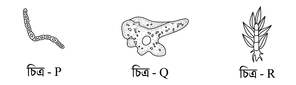উদ্দীপকের ছবি