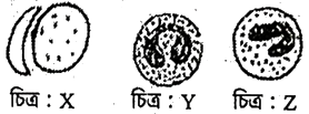 উদ্দীপকের ছবি