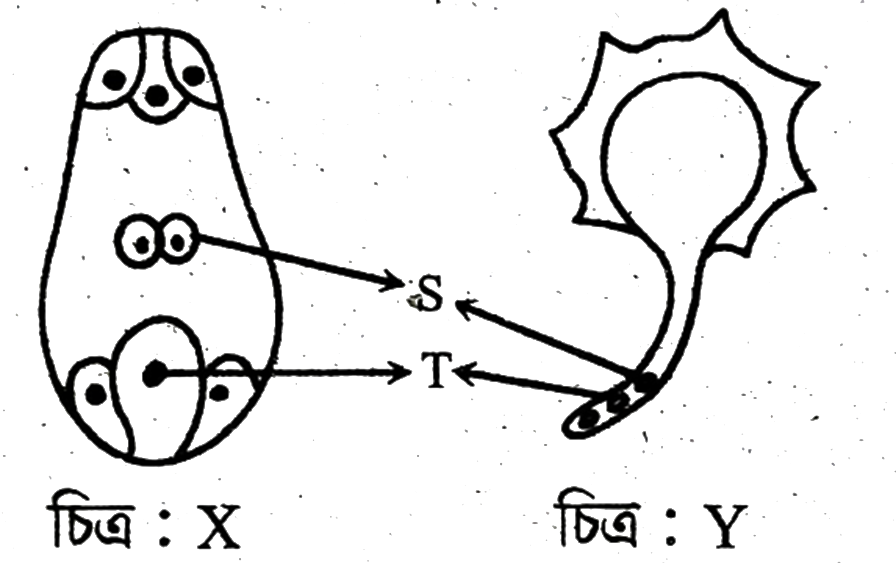 উদ্দীপকের ছবি