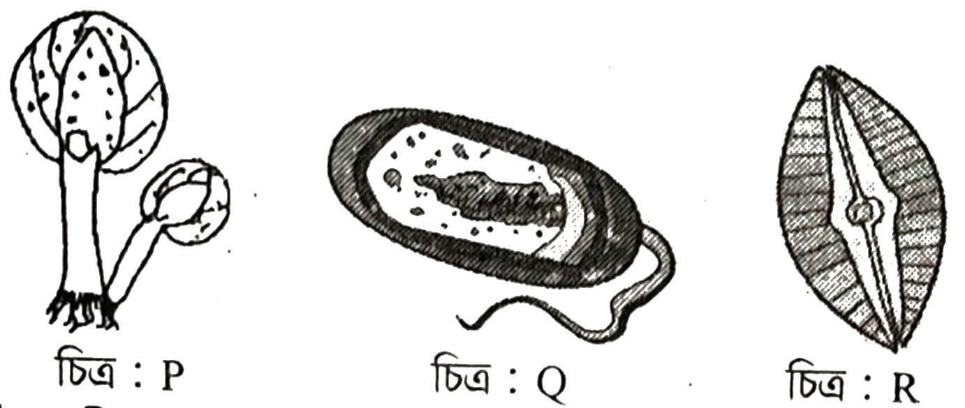 উদ্দীপকের ছবি