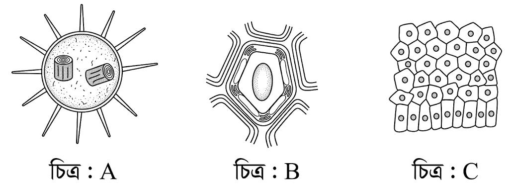 উদ্দীপকের ছবি