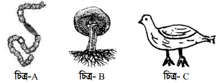 উদ্দীপকের ছবি