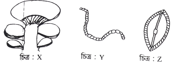 উদ্দীপকের ছবি