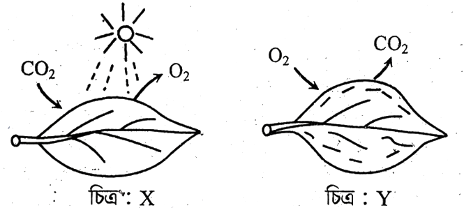 উদ্দীপকের ছবি