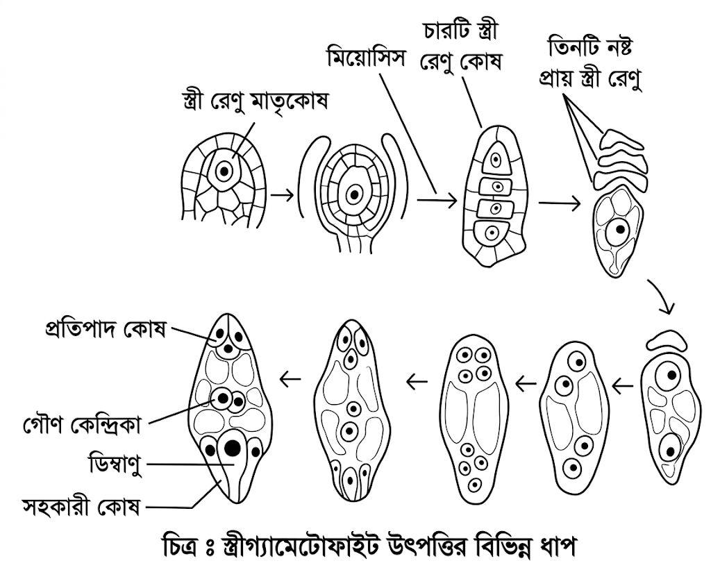উত্তরের ছবি