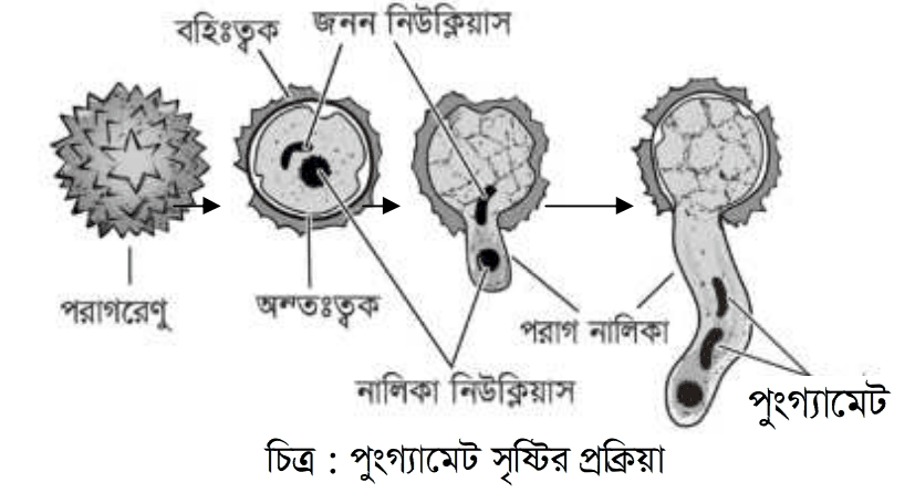 উত্তরের ছবি