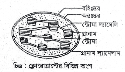 উত্তরের ছবি
