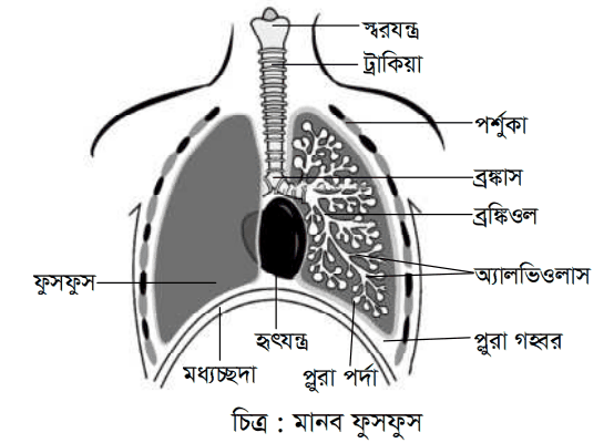 উত্তরের ছবি