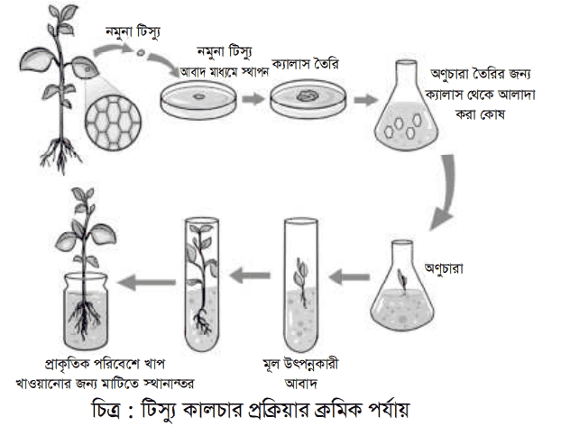 উত্তরের ছবি
