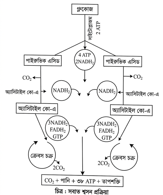 উত্তরের ছবি