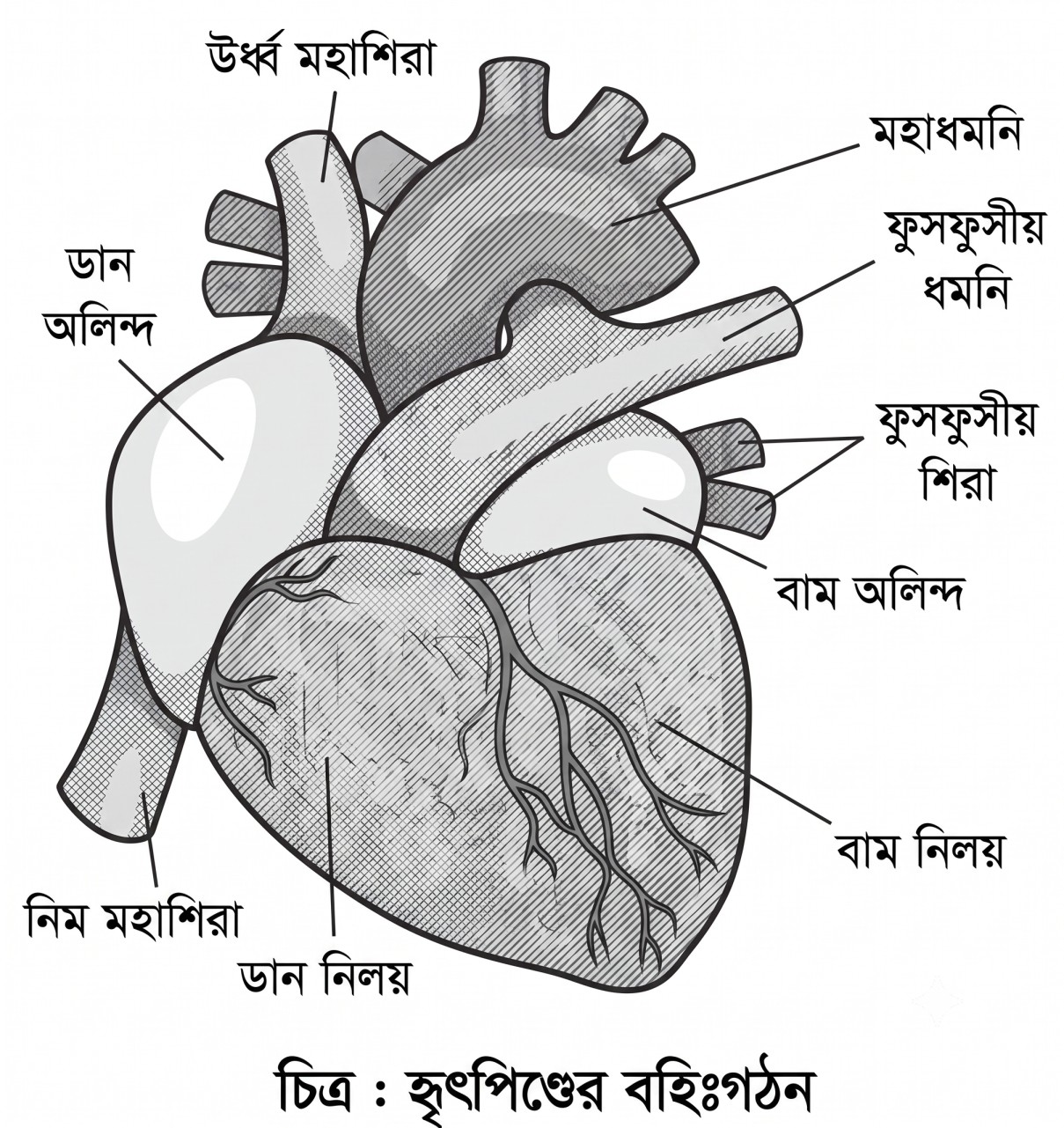 উত্তরের ছবি