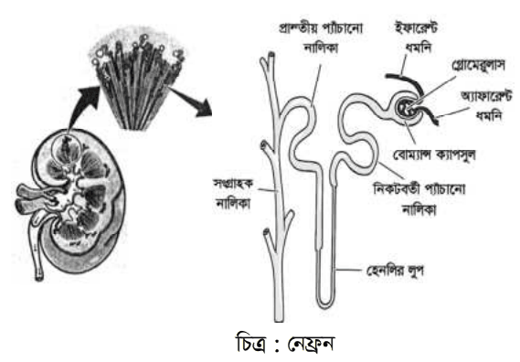 উত্তরের ছবি