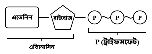 প্রশ্নের ছবি